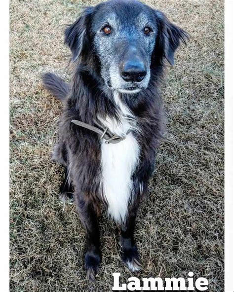 29 Adorable Border Collie mixes that will steal your heart ...