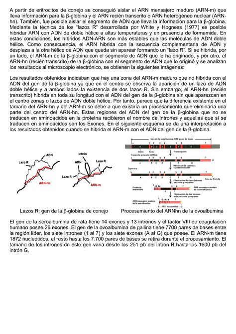 Procesos Gen Ticos De La S Ntesis De Prote Nas La Transcripci N Pdf