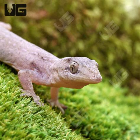 House Geckos For Sale - Underground Reptiles