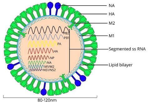 Schematic Diagram Of The Influenza A Virus With The Virus Components