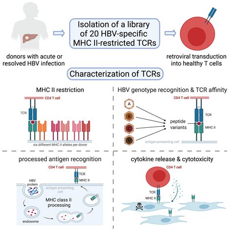 Characterization Of A Library Of 20 Hbv Specific Mhc Class Ii