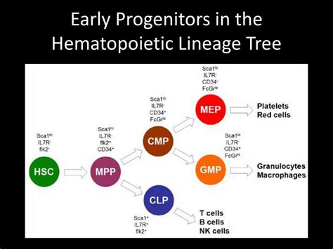 Ppt Transcription Factor Profiling In Individual Hematopoietic