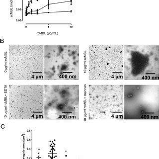 RcMBL Inhibits IBV Beaudette Infection Of BHK 21 Cells In A