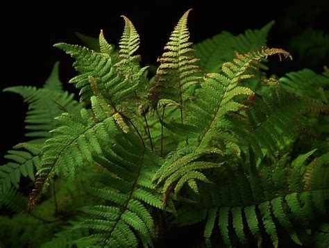 Fern Symbolism & Meaning (Invisibility & Fortune)