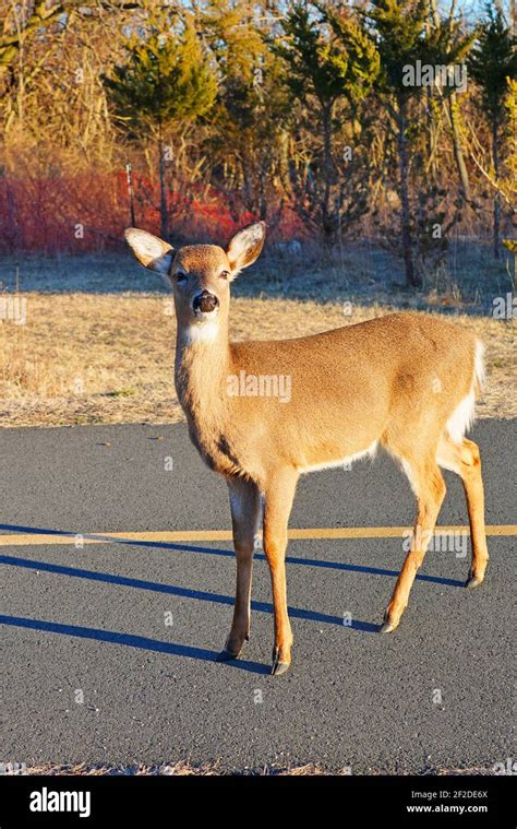 Wild Deer On The Side Of The Road In The Sandy Hook Gateway National