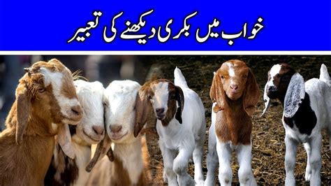 Khawab Mein Bakri Ya Bakra Dekhna Goat In Dream Khwabon Ki Tabeer