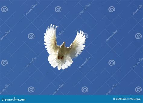 Taube In Der Luft Stockfoto Bild Von Vogel Anmut Wolken 36756576