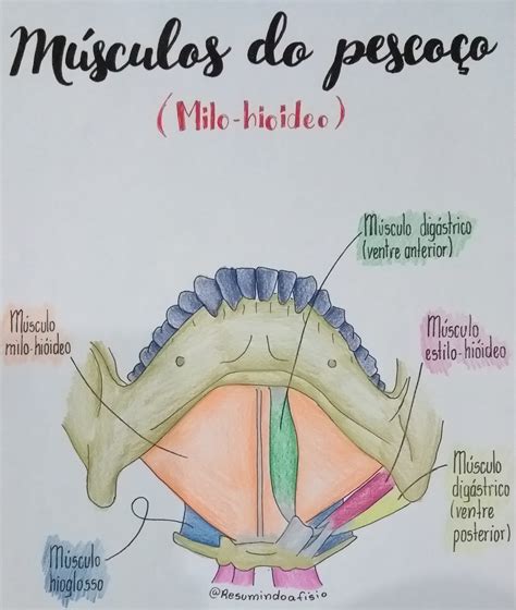 Guia completo sobre Músculos do pescoço Blog Fisioterapia