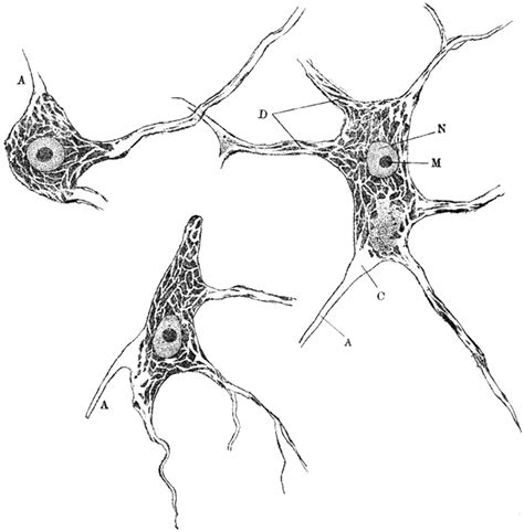 Motor Neuron A Coloring Pages