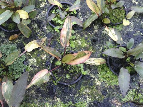 Cryptocoryne Wendtii Florida Sunset Flowgrow Aquatic Plant Database