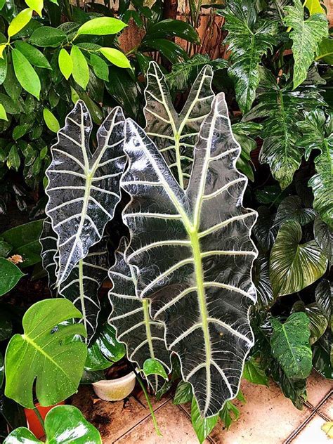 ALOCASIA ‘AMAZONICA’ — Aroidpedia