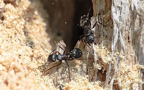 Blog Carpenter Ants Or Termites Which Is Chewing Up My South Bend Home