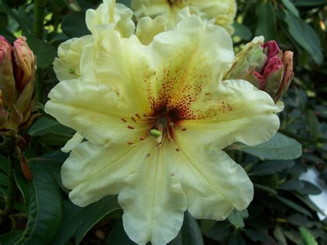 Rhododendrons Et Azal Es En Fleurs Tela Botanica