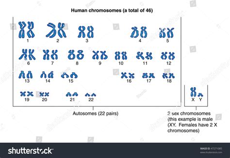 Human Chromosomes Labeled Stock Vector (Royalty Free) 47271085 | Shutterstock