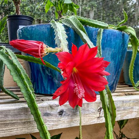 Found this amazing red orchid cactus. : r/succulents