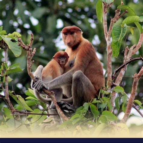 Bentuk Hewan Bekantan Ciri Ciri Makanan Gambar Penjelasan