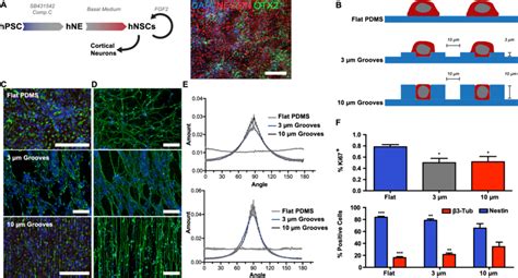 Cell Alignment And Differentiation Of Human Neural Stem Cells HNSCs