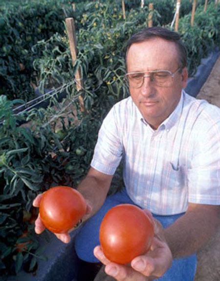 Blight-Resistant Tomato Varieties Worth Growing