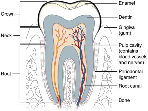 The Fascinating Anatomy Of Teeth And Their Vital Role In Our Lives