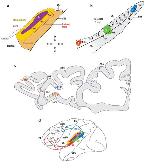 Connections Of The Prefrontal Cortex With Physiologically Characterized