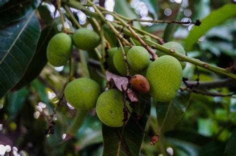 Mangos Frutas Comida Foto Gratis En Pixabay Pixabay