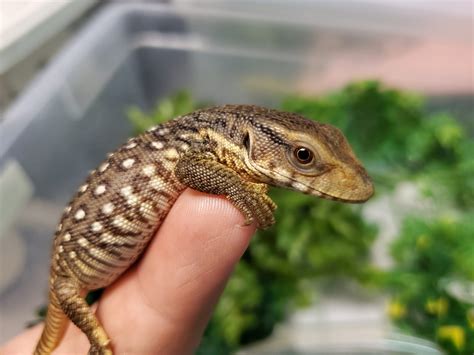 Savannah Monitor Baby Ringtail Exotics Pets