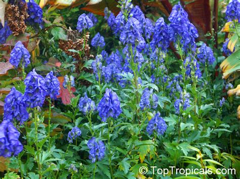 Aconitum sp., Monkshood, Wolfsbane - TopTropicals.com