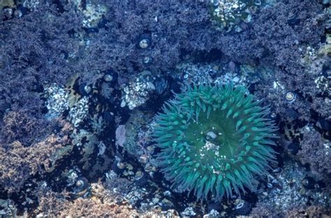 images animal underwater seaweed colorful coral reef plants