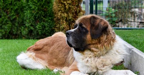 Fofura Enorme Conhe A Os Maiores Cachorros Do Mundo Cachorro Pode