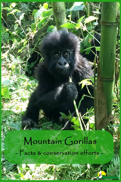 Mountain Gorillas Facts Conservation Efforts