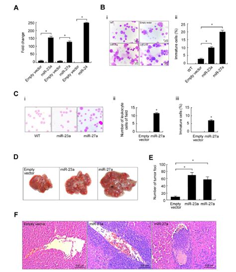 Stable Overexpression Of Mir 23a Mir 27a And Mir 24 Promoted Mouse