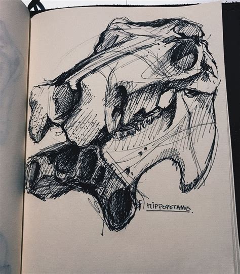 Hippo Skull Drawing Np