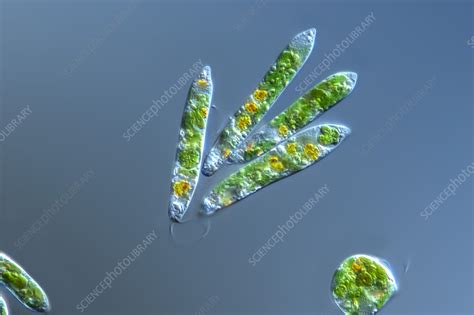 Euglena Gracilis Algae Light Micrograph Stock Image C