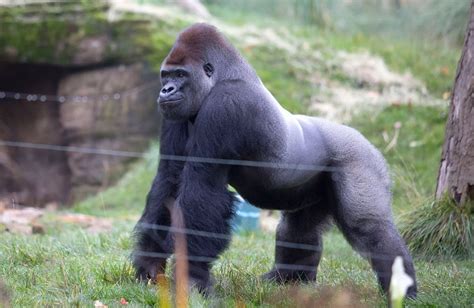 Silverback Gorilla Kumbuka's Birthday - Mirror Online