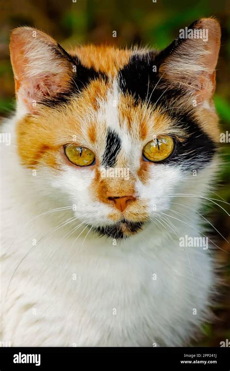 Calico Cat