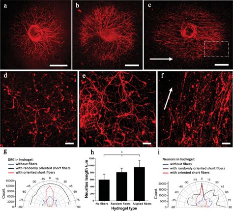 The Ability Of The Anisogel To Support Unidirectional Nerve Growth Drg