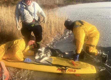DOG RESCUED FROM ICY WAREHAM POND – Hyannis News - News & Information