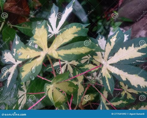 Close Up View Of Cassava Leaves Variegata Or Called Manihot Esculenta