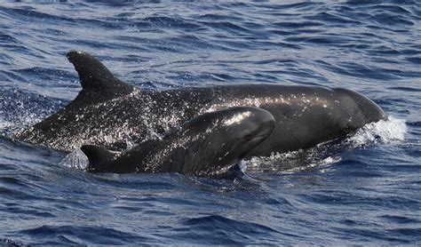 Hawaiian Islands False Killer Whale Marine Mammal Commission