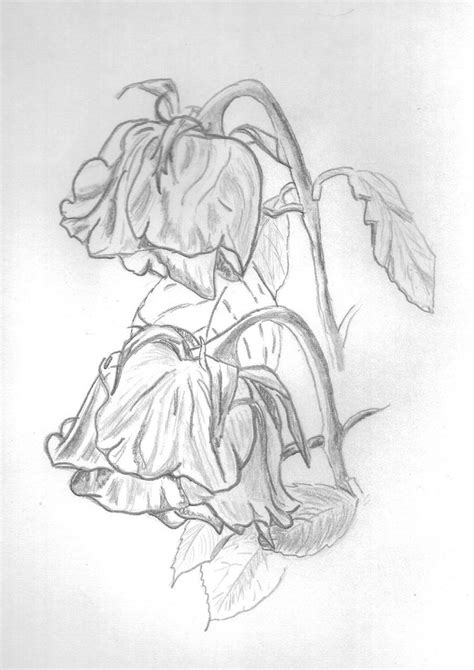 Dead Flower Sketch at PaintingValley.com | Explore collection of Dead Flower Sketch