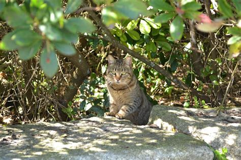 Gato Selvagem Uma Raridade Em Terras Portuguesas NaturPorto