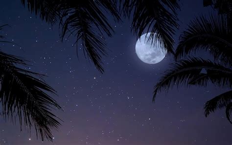 Premium Photo Night Sky With Palm Trees And Full Moon