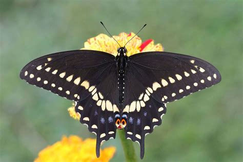 Yellow And Black Butterflies Identification