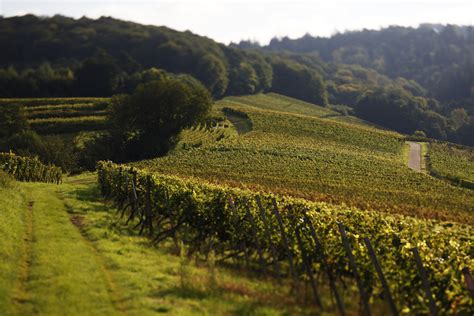 Sp Tburgunder Rose Vdp Malterdinger Weingut Bernhard Huber I