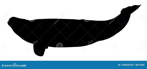 Silhouette Of A Beluga Whale Royalty-Free Illustration | CartoonDealer ...