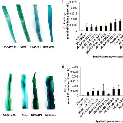 Transient Expression Analysis Gus Assay Of The Synthetic Promoter In