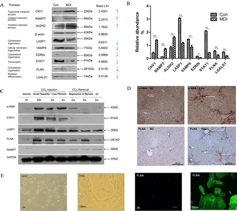 Western Blotting Validation Of Selected Proteins And Validation Of Key