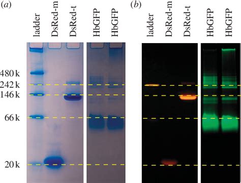 Figure From A Photoactivatable Green Fluorescent Protein From The