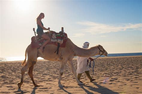 Outback Camel Safari Cabo San Lucas Project Expedition