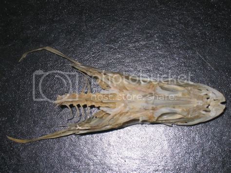 Walleye Skull